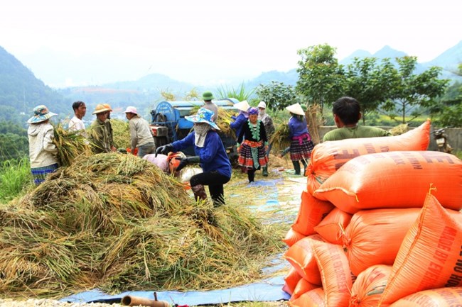  Ứng dụng khoa học công nghệ trong sản xuất nông nghiệp ở Lai Châu (18/5/2023)